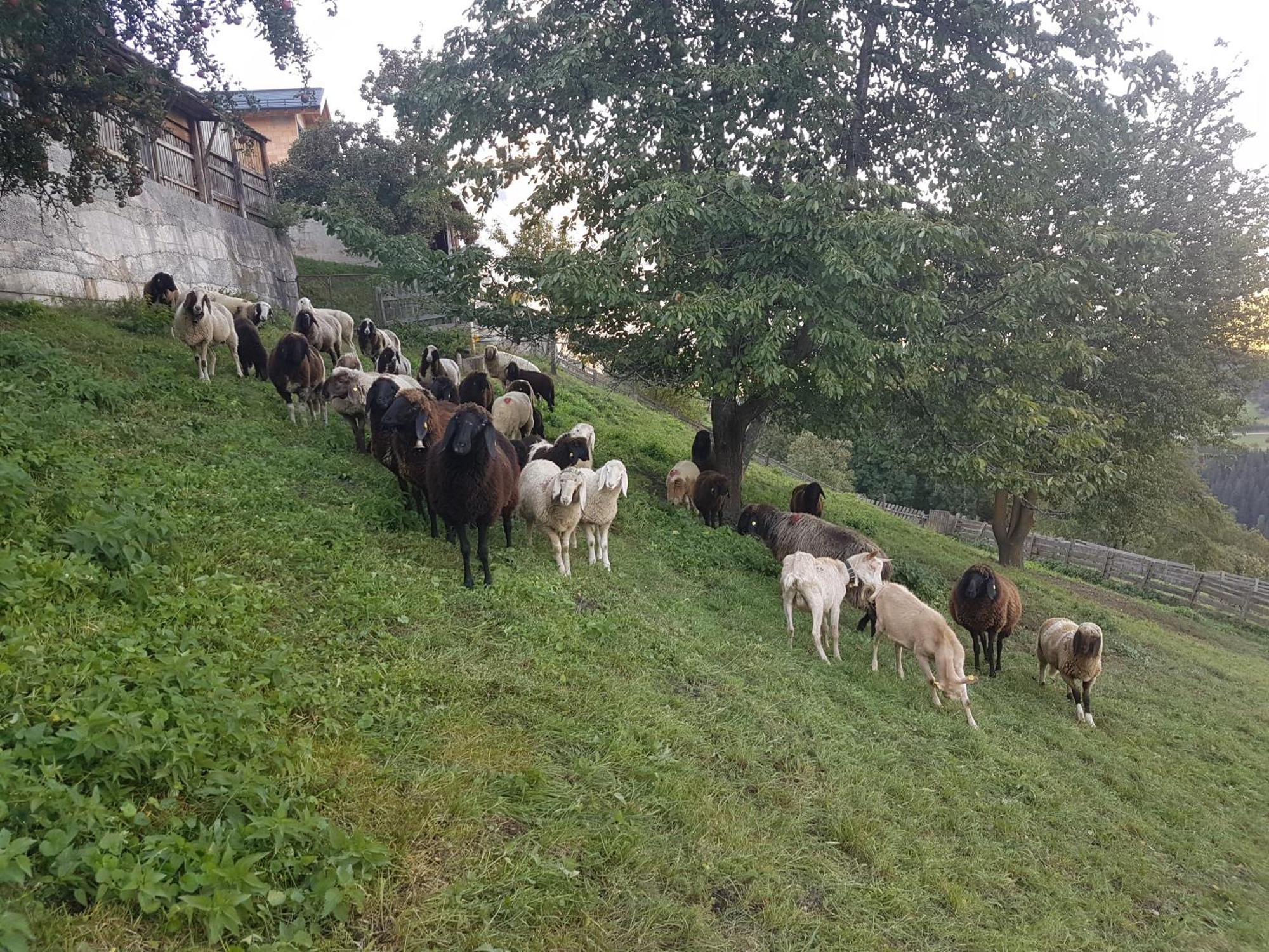 Apart Alpenzeit Arzl im Pitztal Buitenkant foto